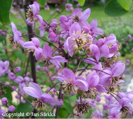 Thalictrum rochebrunianum